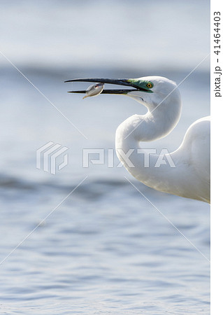 魚を捕えたダイサギ 41464403