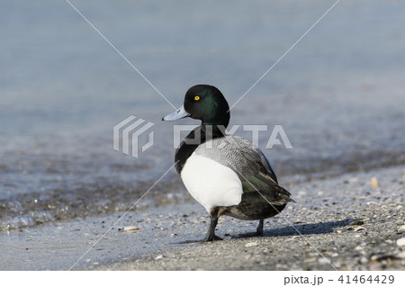 スズガモ雄 スズガモ雄 41464429