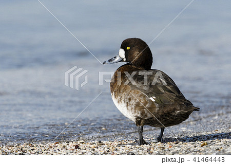 スズガモ雌 スズガモ雌 41464443