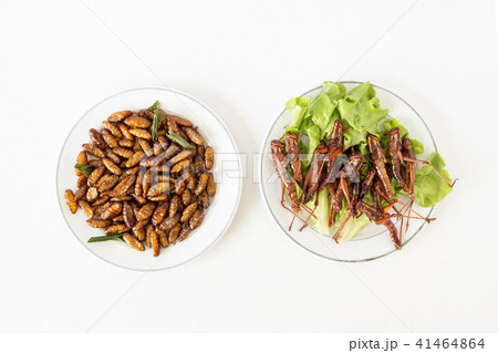 Fried insects in dish on white background 41464864