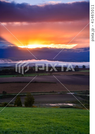 美瑛の夜明け 41465011