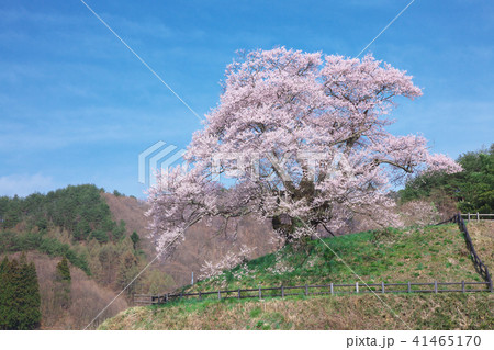 一本桜 発知のヒガンザクラの写真素材