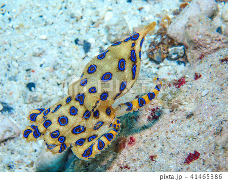 オオマルモンダコ 41465386
