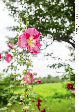 タチアオイ、立葵、ホリホック、葵 41465538