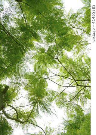 ジャカランダ　 41465585