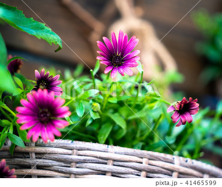 Basket of flowers 41465599