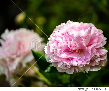 Beautiful pink flower  41465601