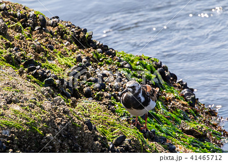 岩場に止まるキョウジョシギ 41465712
