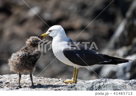 ウミネコの親子 41465713