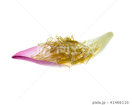 Close up pink lotus flower. Close up pink lotus flower. 41466110