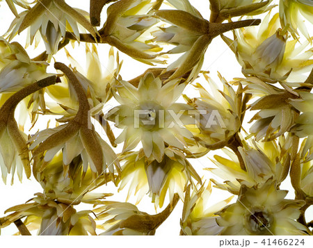Bullet wood plant Bullet wood plant 41466224