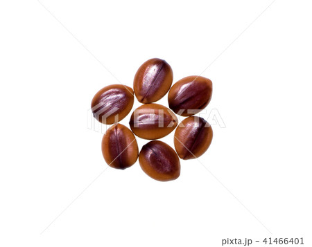 Cassia fistula seed 41466401
