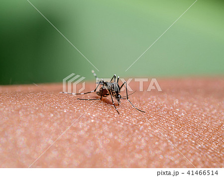 Mosquitoes are sucking blood on the skin. 41466514