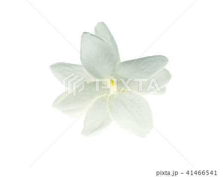 Close up of jasmine flower. Close up of jasmine flower. 41466541