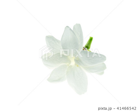 Close up of jasmine flower. 41466542