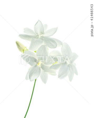 Close up of jasmine flower. Close up of jasmine flower. 41466543