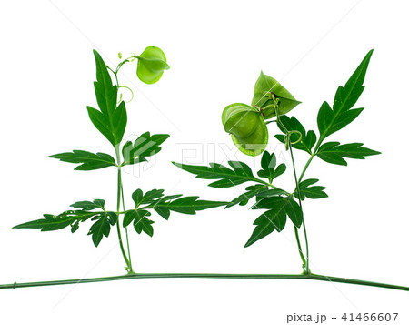 Close up of Balloon vine plant on white background 41466607