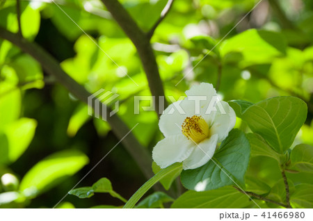 夏椿の花 夏椿の花 41466980