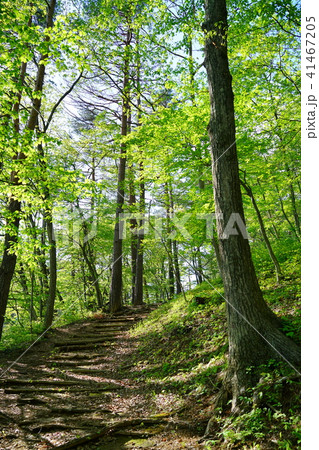 新緑の小径 1/fゆらぎ 新緑の小径 1/fゆらぎ 41467205