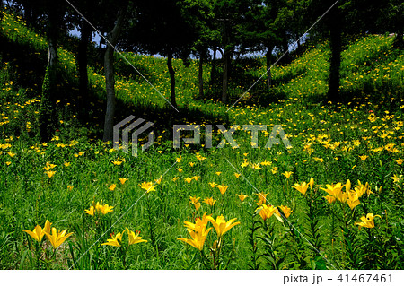 ユリ一面 41467461