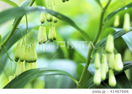 あまどころ（甘野老） 41467666