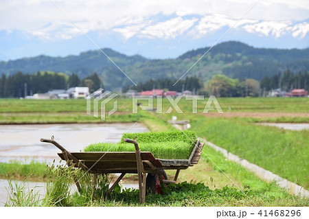 田植準備　栗駒山 41468296
