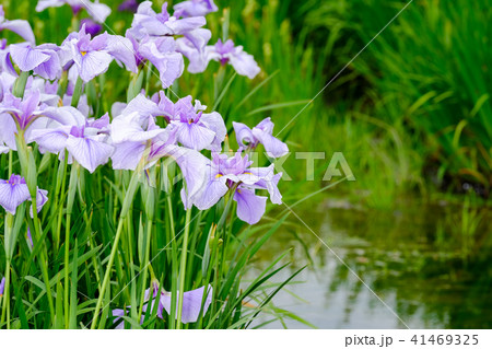 花菖蒲 花菖蒲 41469325