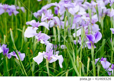 花菖蒲 41469326