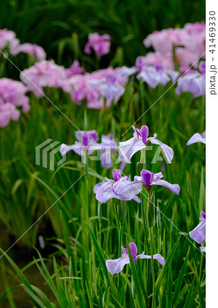 花菖蒲 花菖蒲 41469330