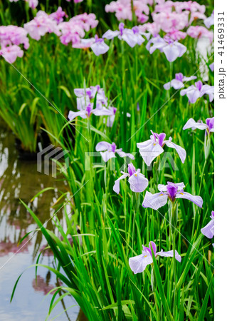 花菖蒲 花菖蒲 41469331