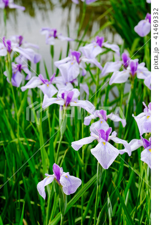花菖蒲 花菖蒲 41469332