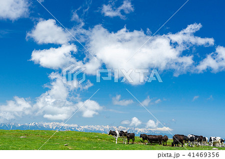 美ヶ原高原　放牧中の牛と北アルプス 41469356