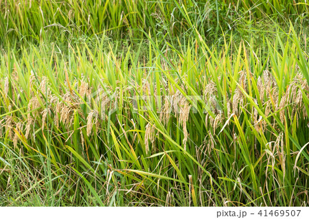 Agriculture rice grains in rice field Agriculture rice grains in rice field 41469507