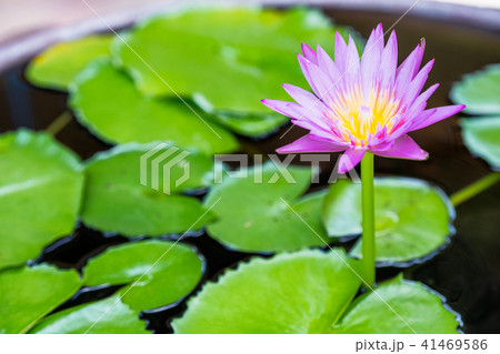 Violet Lotus blooming with green leaf in pond 41469586