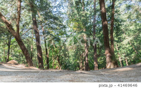 Pine Forest LaemSalaBeach Prachuap Khiri Khan Thai 41469646