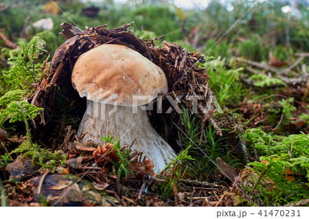 Boletus edulis. Fungus in the natural environment. Boletus edulis. Fungus in the natural environment. 41470231