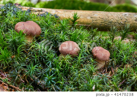 Imleria badia. Fungus in the natural environment. 41470238