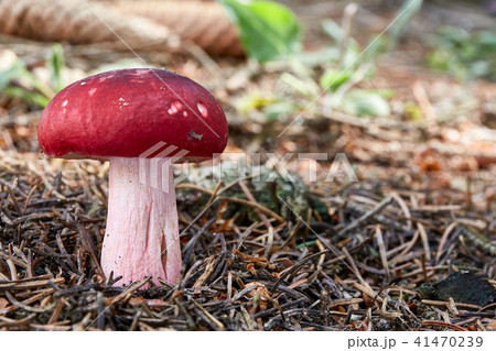 Russula xerampelina in the natural environment. 41470239