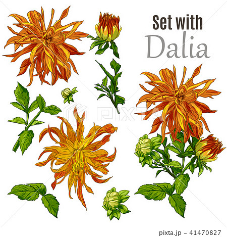 Collection set of hand drawn flowers line art by hand drawing on white background. 41470827