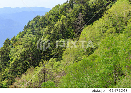 栃木県日光市 奥日光の自然 5月 中禅寺湖スカイラインよりの写真素材