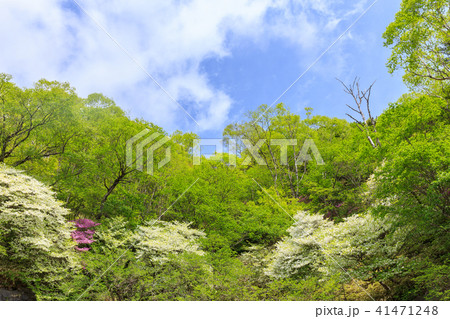 栃木県日光市　奥日光　シロヤシオ　ゴヨウツツジ（5月） 41471248