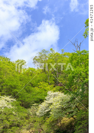 栃木県日光市　奥日光　シロヤシオ　ゴヨウツツジ（5月） 41471265