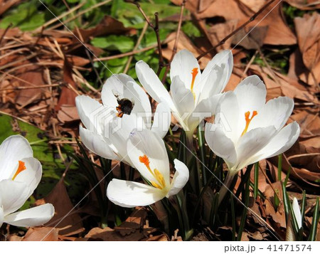 クロッカス／日比谷公園 41471574