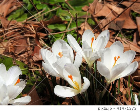 クロッカス／日比谷公園 41471575