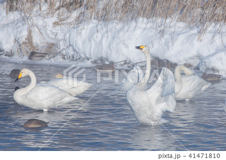 Beautiful white whooping swans Beautiful white whooping swans 41471810