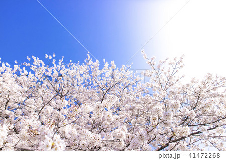 桜 桜 41472268