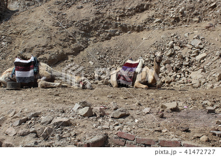 Camels came to the watering place. 41472727