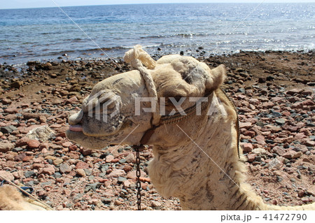 Camels came to the watering place. 41472790