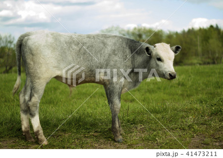 young steer in a meadow young steer in a meadow 41473211