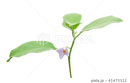 Green Eggplant Tree with Purple Blossom Green Eggplant Tree with Purple Blossom 41473312
